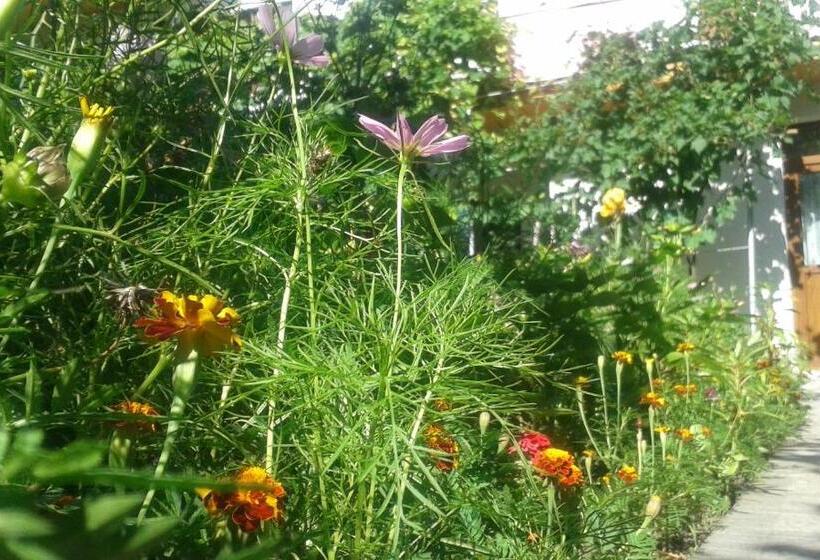 膳宿费 Casa Maria Costinesti