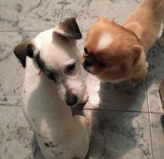 בית מלון כפרי хотел централ