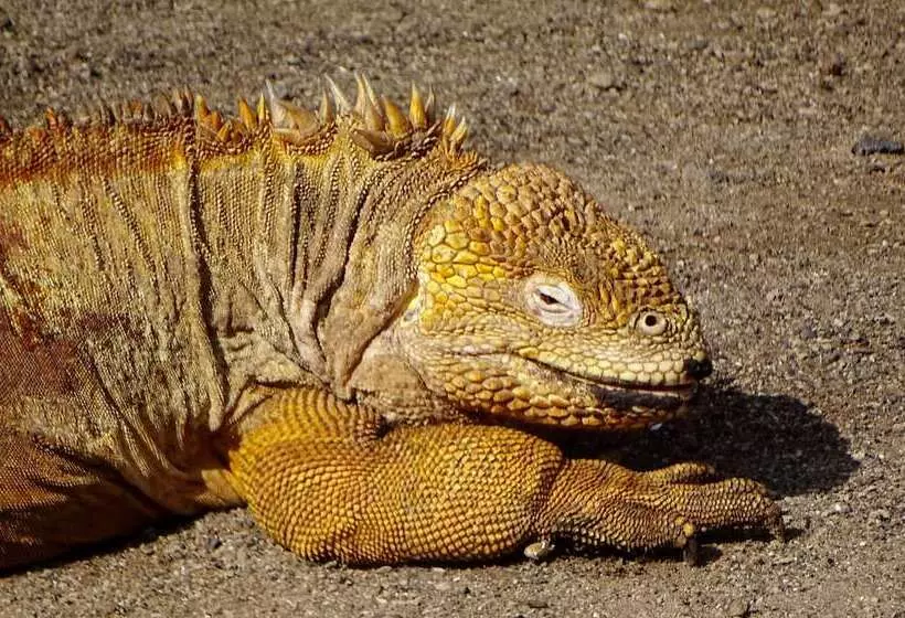 تختخواب و صبحانه Galapagos Chalet