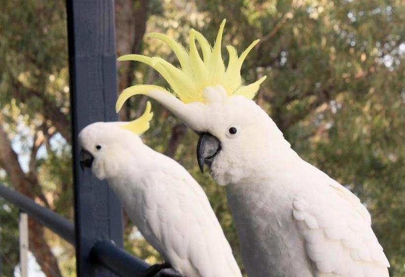 مبيت وإفطار Lorne Surf Apartments