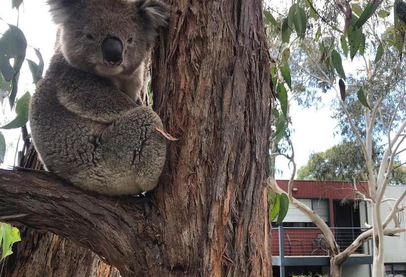 مبيت وإفطار Lorne Surf Apartments