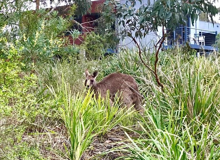 مبيت وإفطار Lorne Surf Apartments