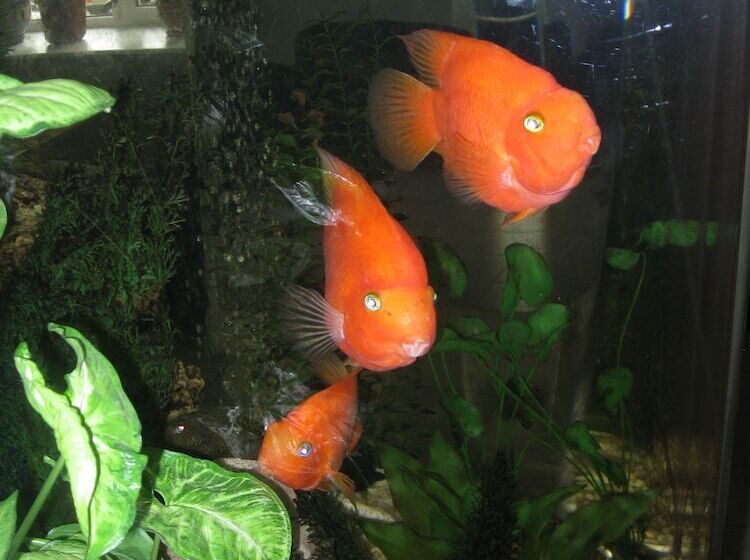 هتل 40 Let Pobedy