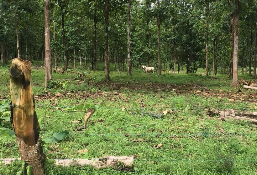 ホテル Cinco Ceibas Lodge