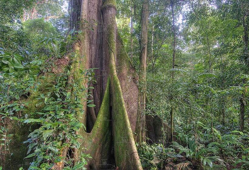 ホテル Cinco Ceibas Lodge