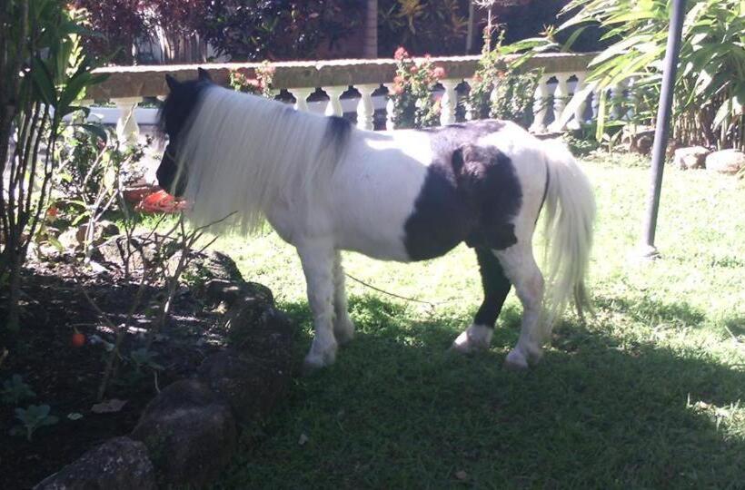 ホテル E Pousada Recanto Do Rio Pardo