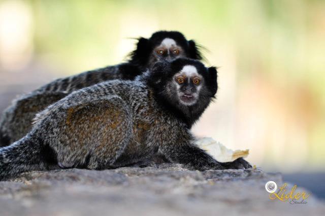 ホテル E Pousada Recanto Do Rio Pardo