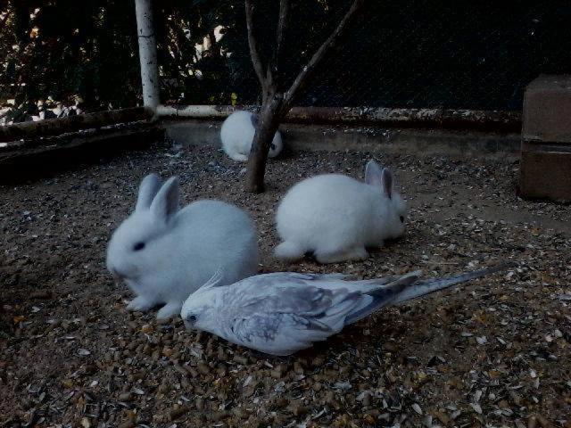 ホテル E Pousada Recanto Do Rio Pardo