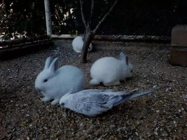 ホテル E Pousada Recanto Do Rio Pardo