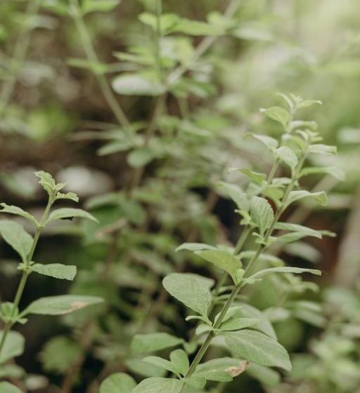 ベッドアンドブレックファースト Pousada Nel Blu