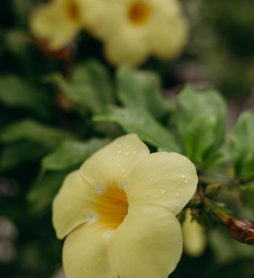 ベッドアンドブレックファースト Pousada Nel Blu