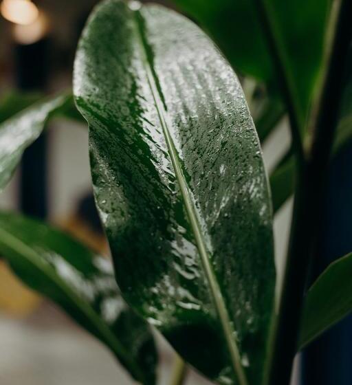 ベッドアンドブレックファースト Pousada Nel Blu