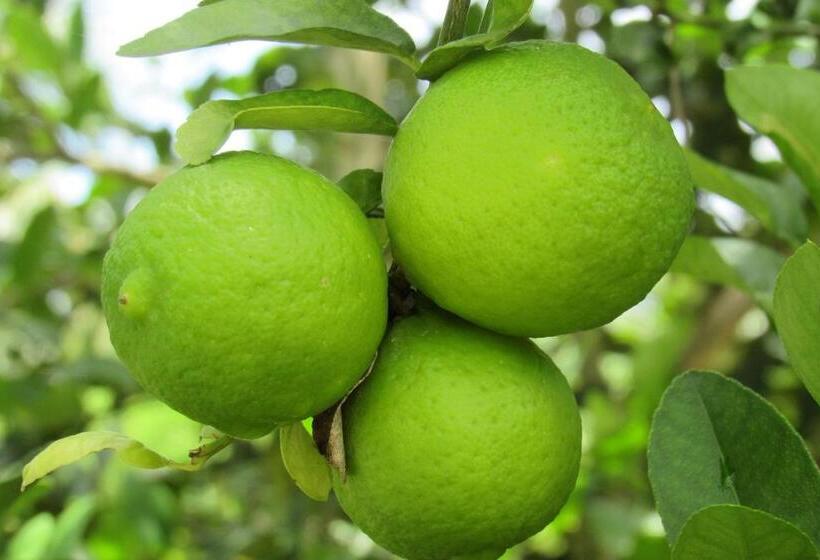 민박 Pousada Villages Boutique Hotel   150m Da Praia Da Laje