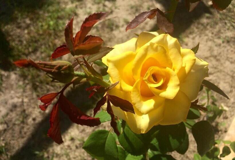 Nocleg ze śniadaniem Pousada Kite Guajiru