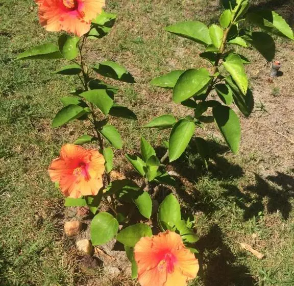 Aamiaismajoitus (B&B) Pousada Kite Guajiru