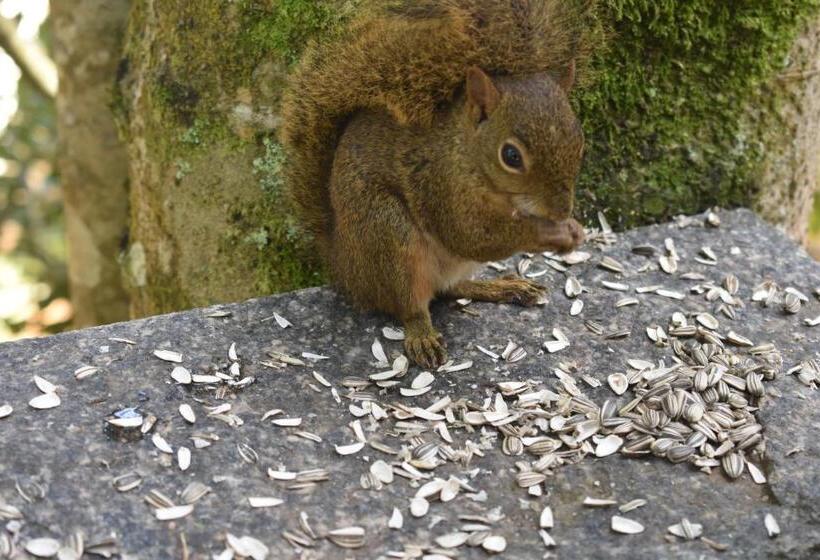 Hôtel Pousada Amanita Monte Verde
