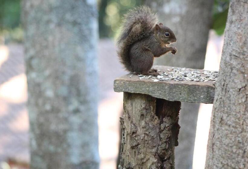 Hôtel Pousada Amanita Monte Verde