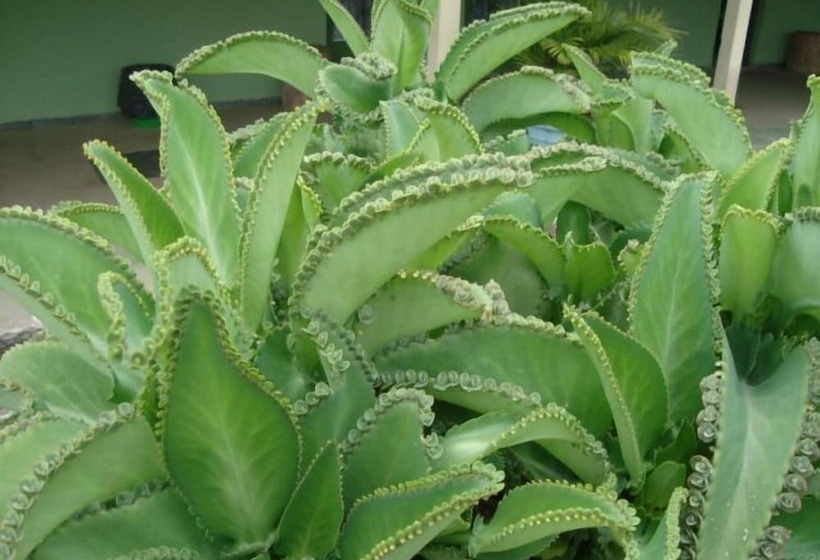 호텔 Pousada Renascença