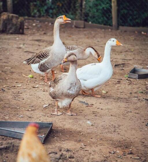 בית מלון כפרי Guanxi