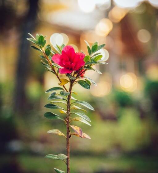 בית מלון כפרי Guanxi