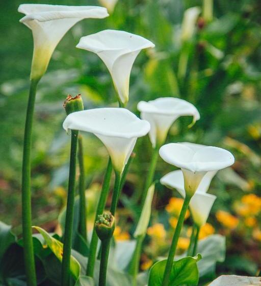 בית מלון כפרי Guanxi
