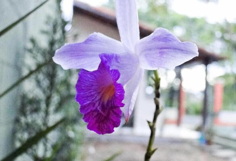 Отель Pousada Casa Do Bosque