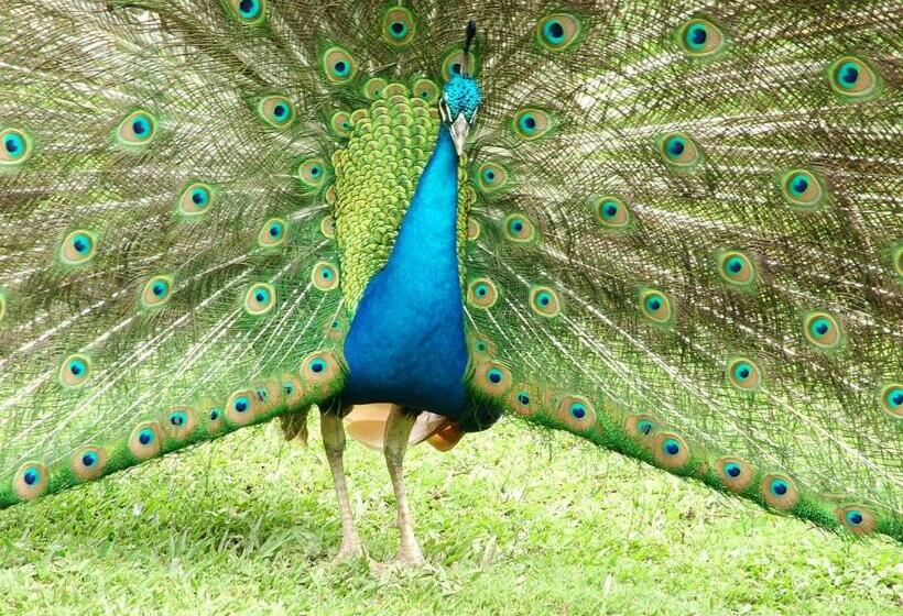 Hotel Villa Michelon