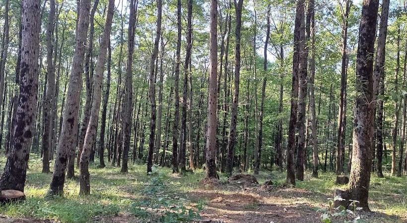 تختخواب و صبحانه Vira Creek House