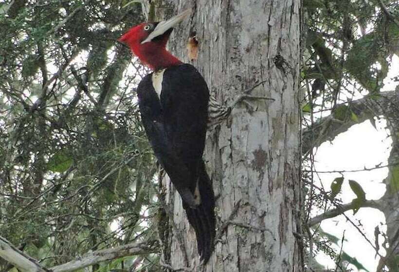 فندق Chalés Terra Nova
