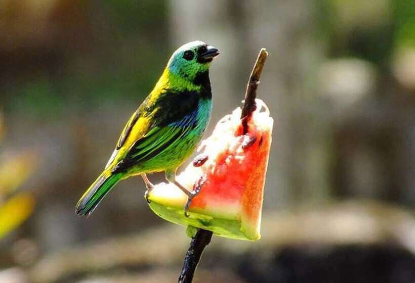 Hotel Chalés Terra Nova