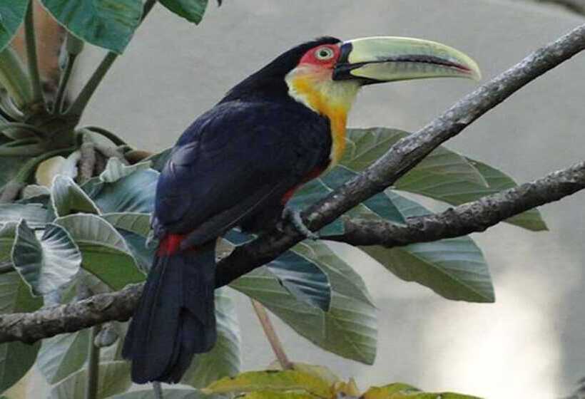 Hotel Chalés Terra Nova