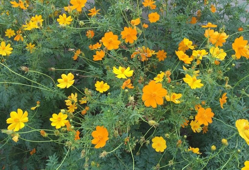 호텔 Paradise Park Apartment Laemchabang