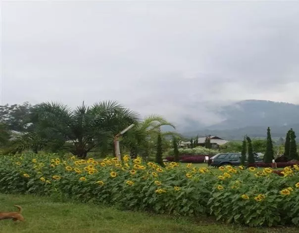 هتل Pai Herbs Resort