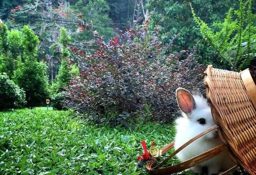 V Valley Resort