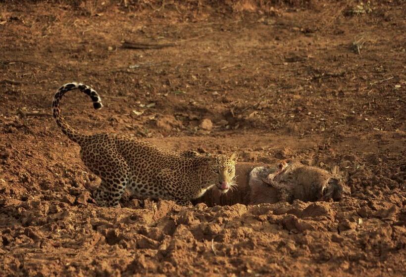 منتجع Allure Yala