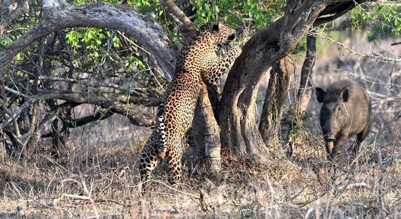 منتجع Allure Yala