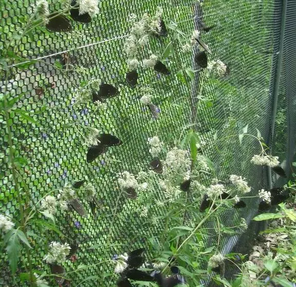 Butterfly B&b