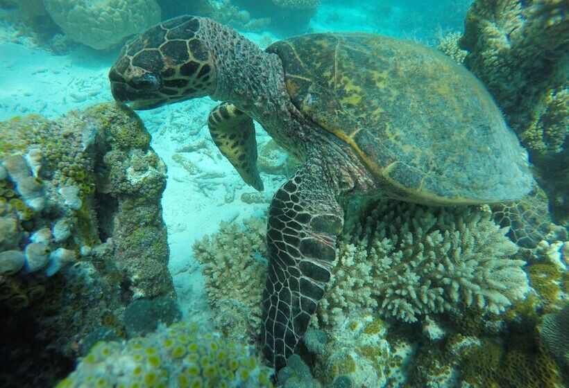 Panzió Lily Rest Maldives