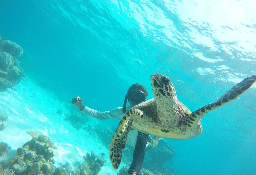 Panzió Lily Rest Maldives