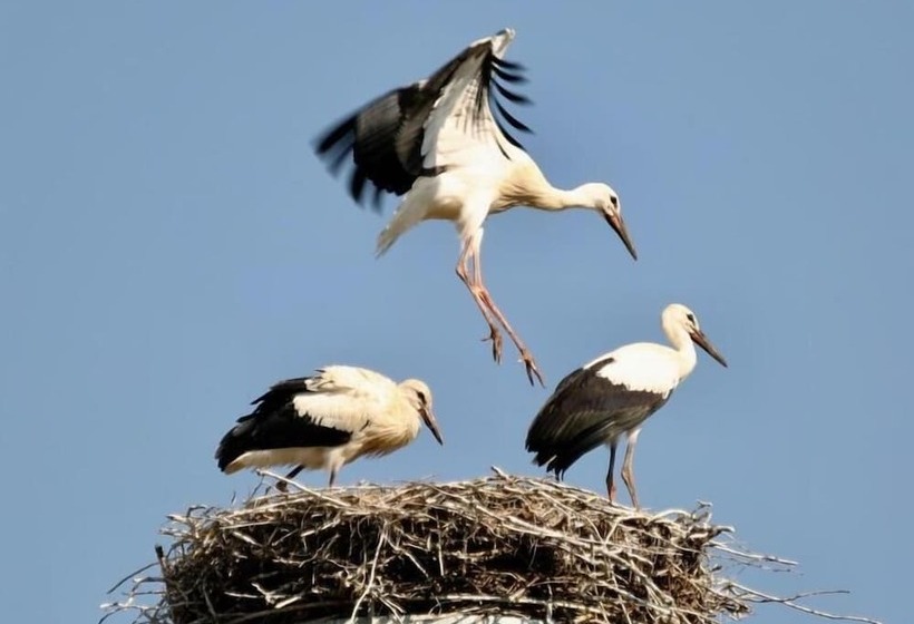 酒店 Hôtel Restaurant Kuentz