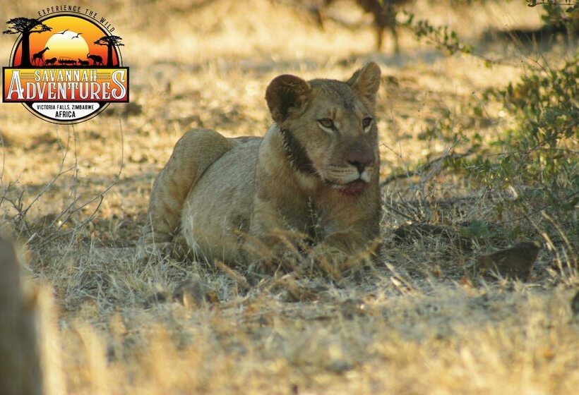 پانسیون Room In Villa Zambezi Family Lodge Buffalo Room