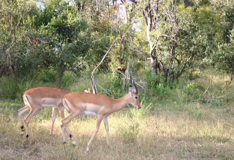 پانسیون Room In Villa Zambezi Family Lodge Buffalo Room