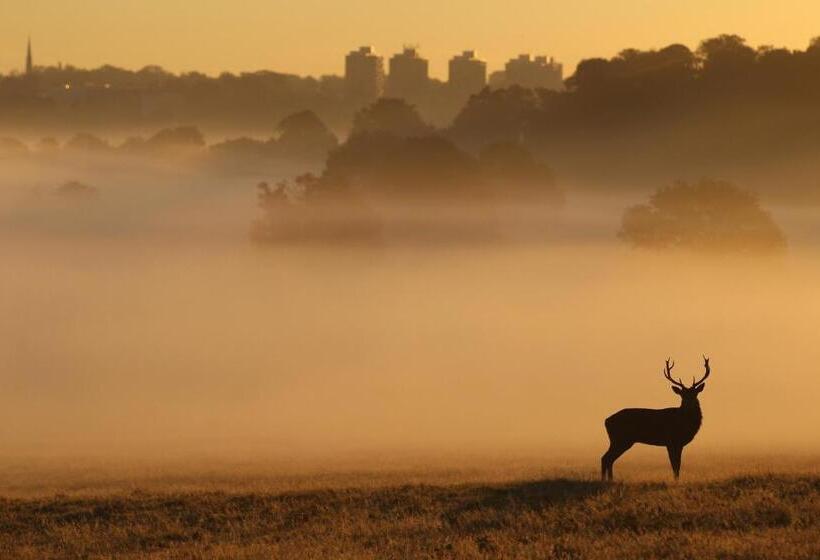 פנסיון Londonhomegardens