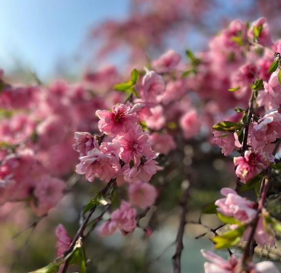 בית מלון כפרי Heidi Hof