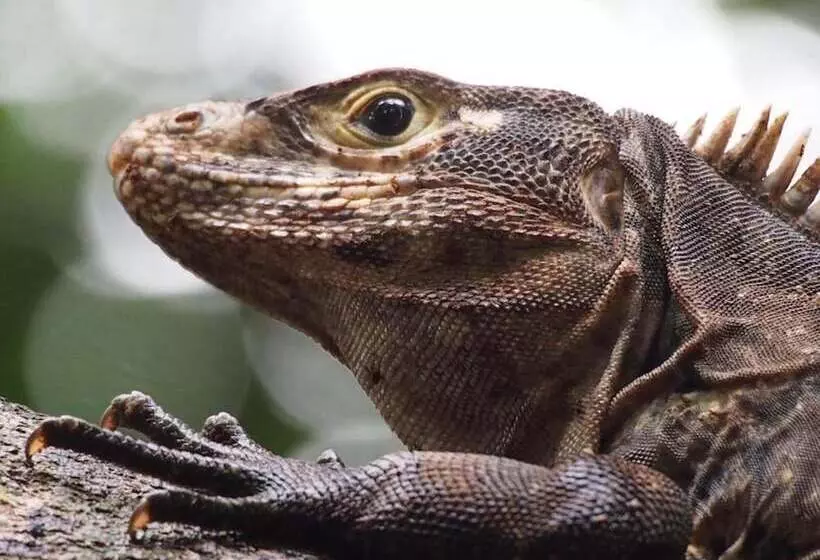 هتل Drake Bay Sunset Lodge