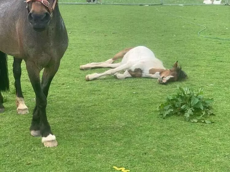 Cute And Cosy Shepard Hut With Wood Fuel Hot Tub