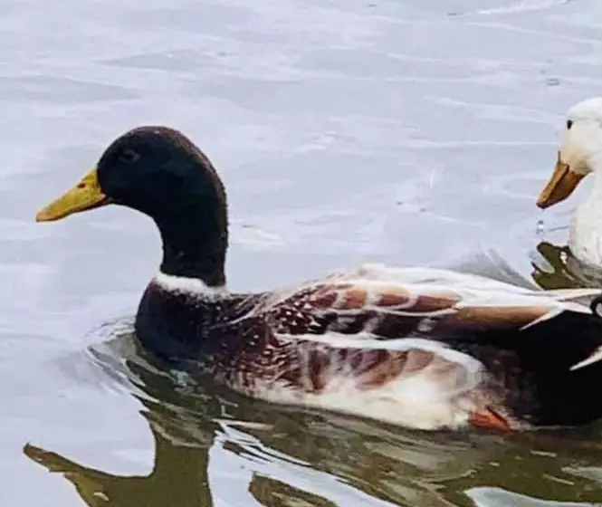 Cute And Cosy Shepard Hut With Wood Fuel Hot Tub