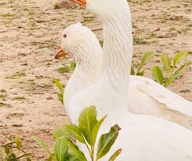Cute And Cosy Shepard Hut With Wood Fuel Hot Tub