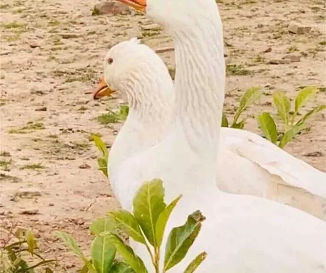 Cute And Cosy Shepard Hut With Wood Fuel Hot Tub