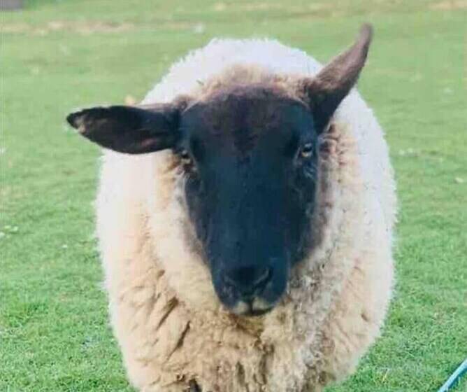 Cute And Cosy Shepard Hut With Wood Fuel Hot Tub